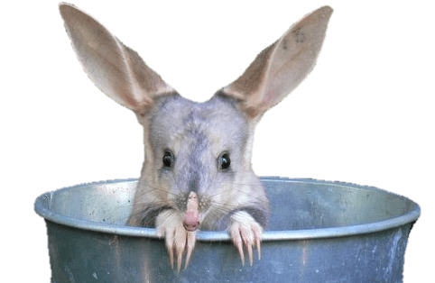 Bilby In A Bucket icons