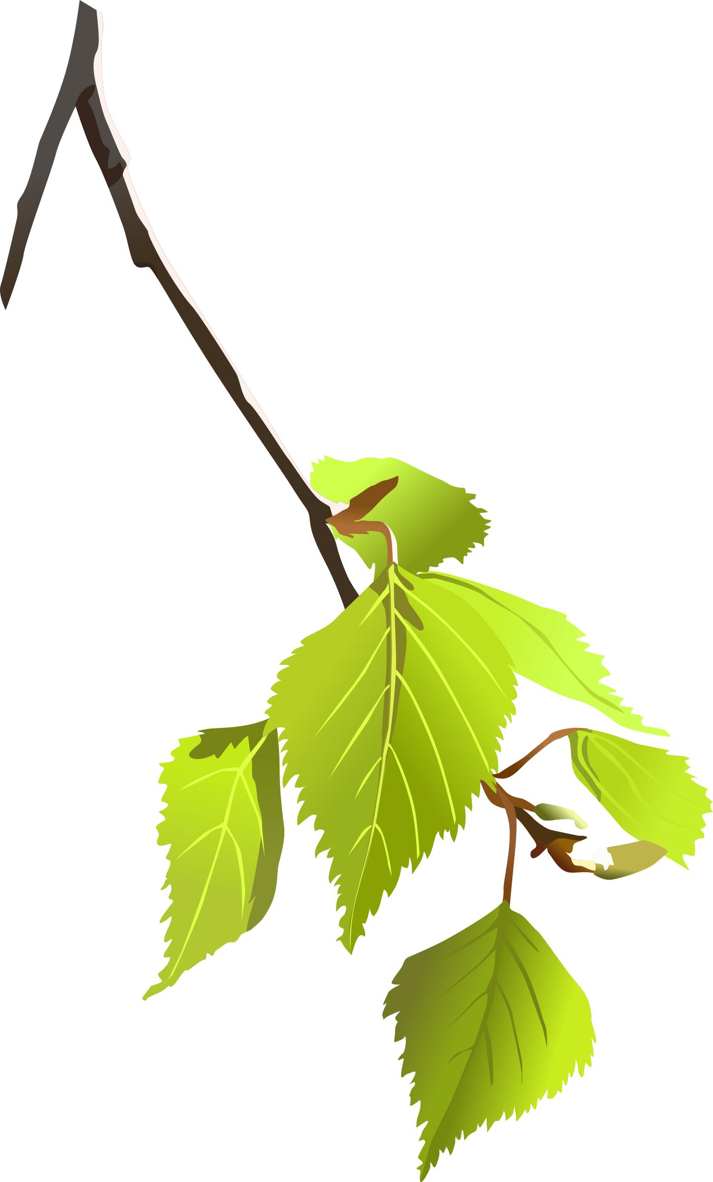 Birch leafs PNG icons