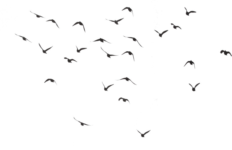 Bird Silhouette Group PNG icons