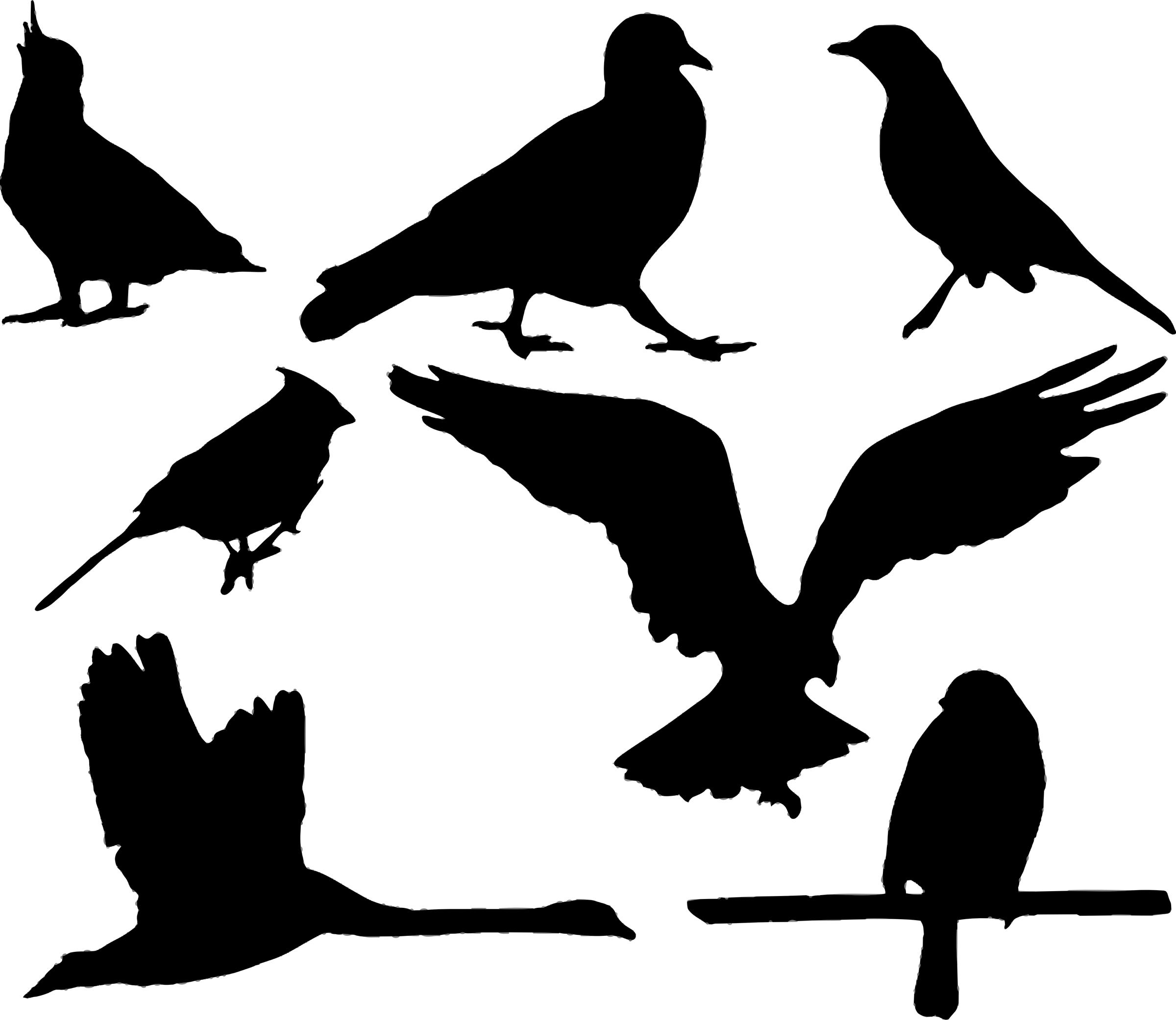 Bird silhouettes png