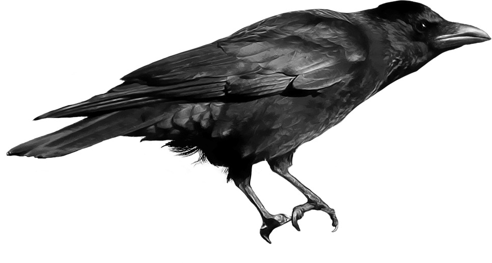 Black Crow png icons
