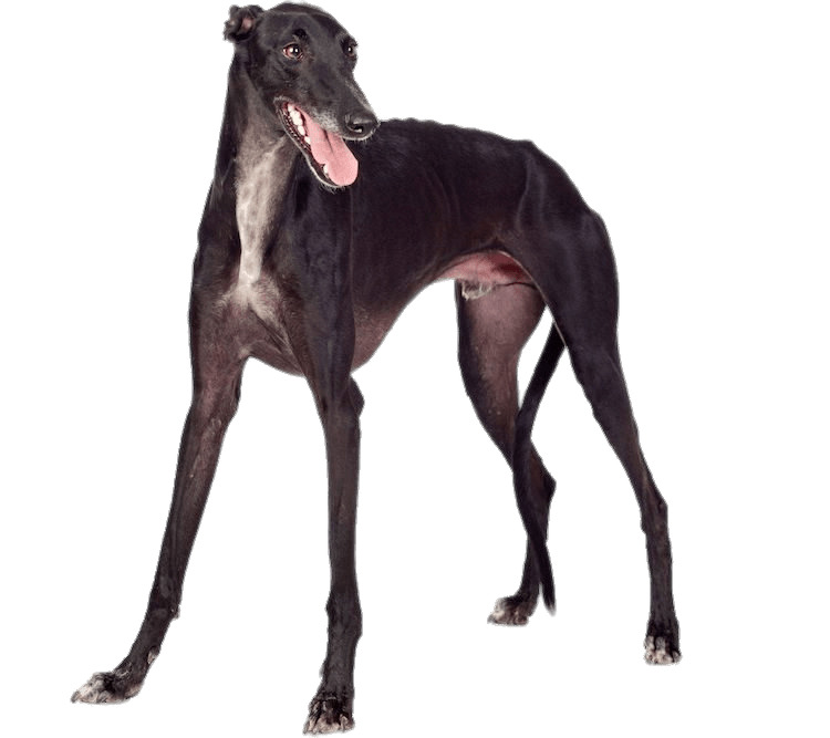 Black Greyhound icons