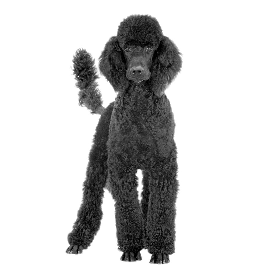 Black Poodle png icons