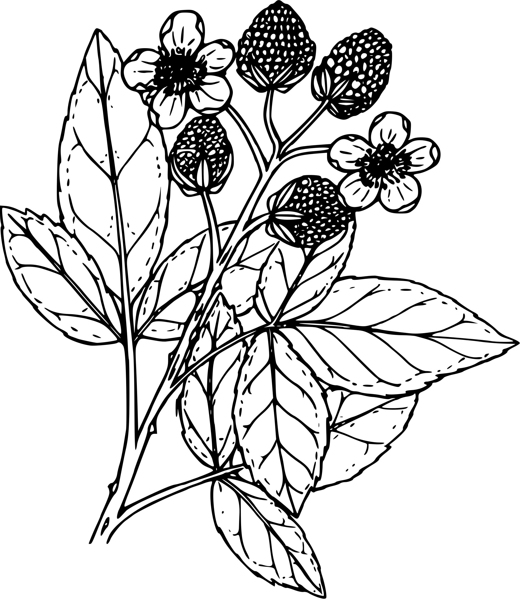 Black raspberry png