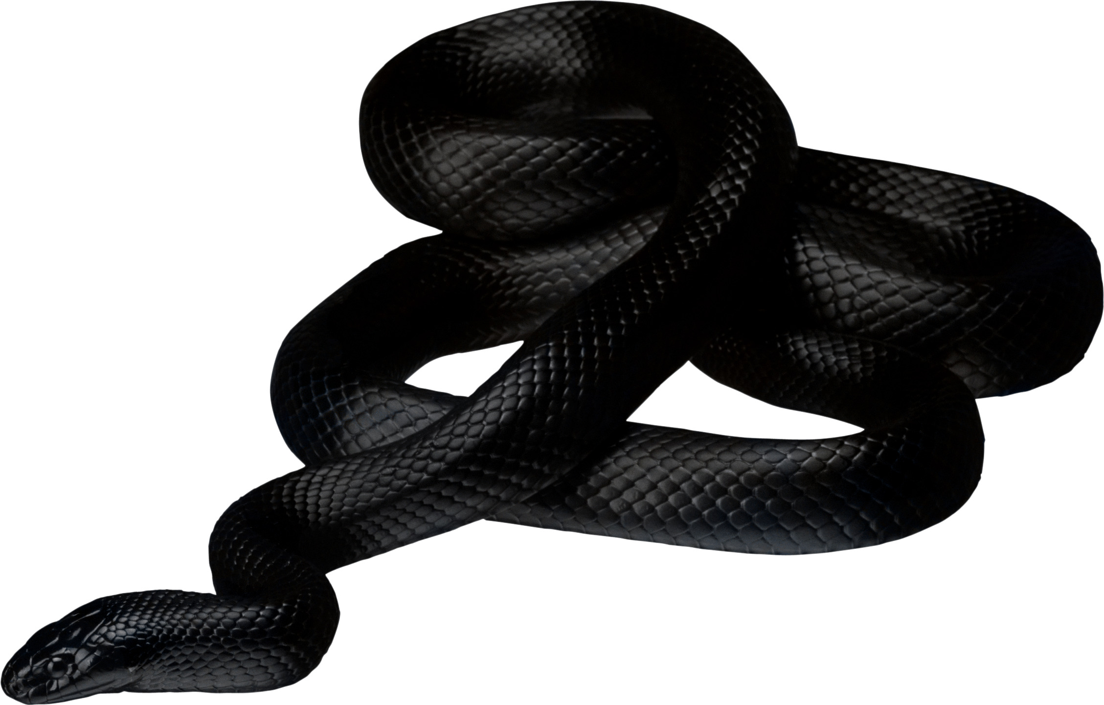 Black Snake png icons
