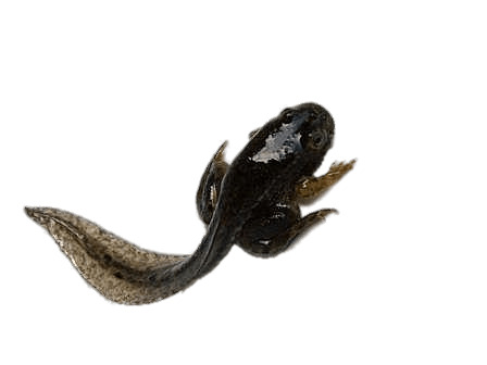 Black Tadpole png icons