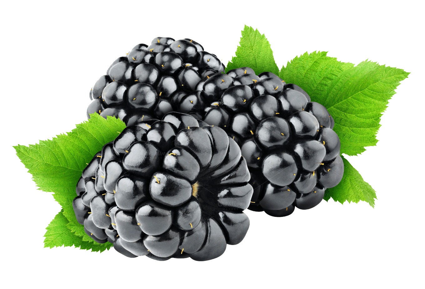 Blackberries and Leaves png icons