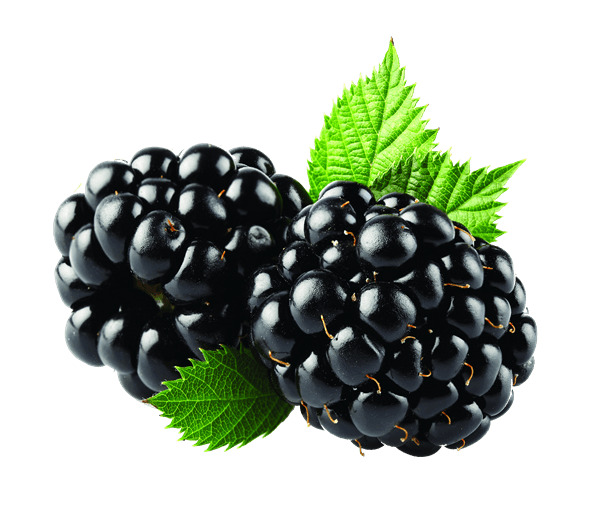 Blackberries Duo png icons