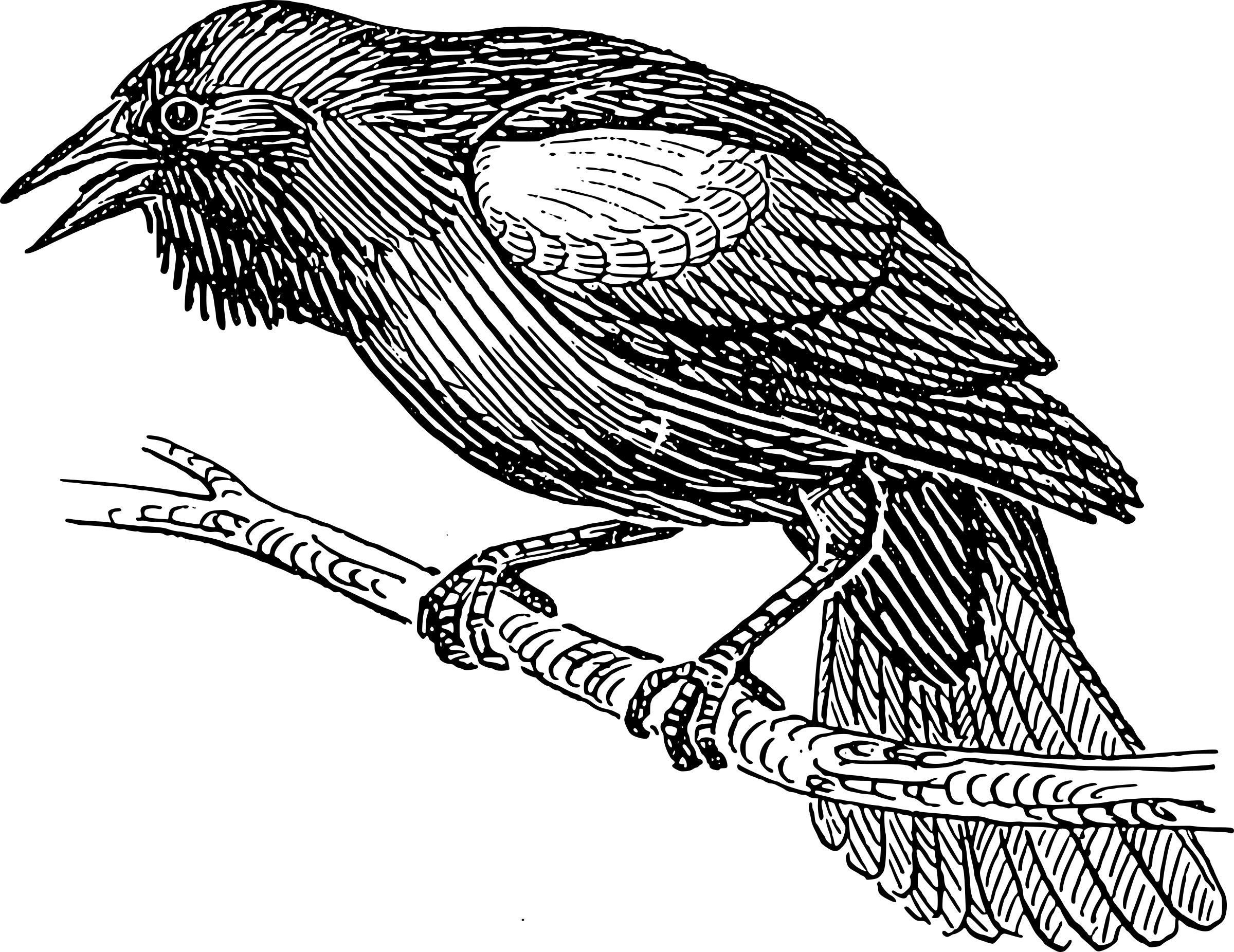 Blackbird PNG icons
