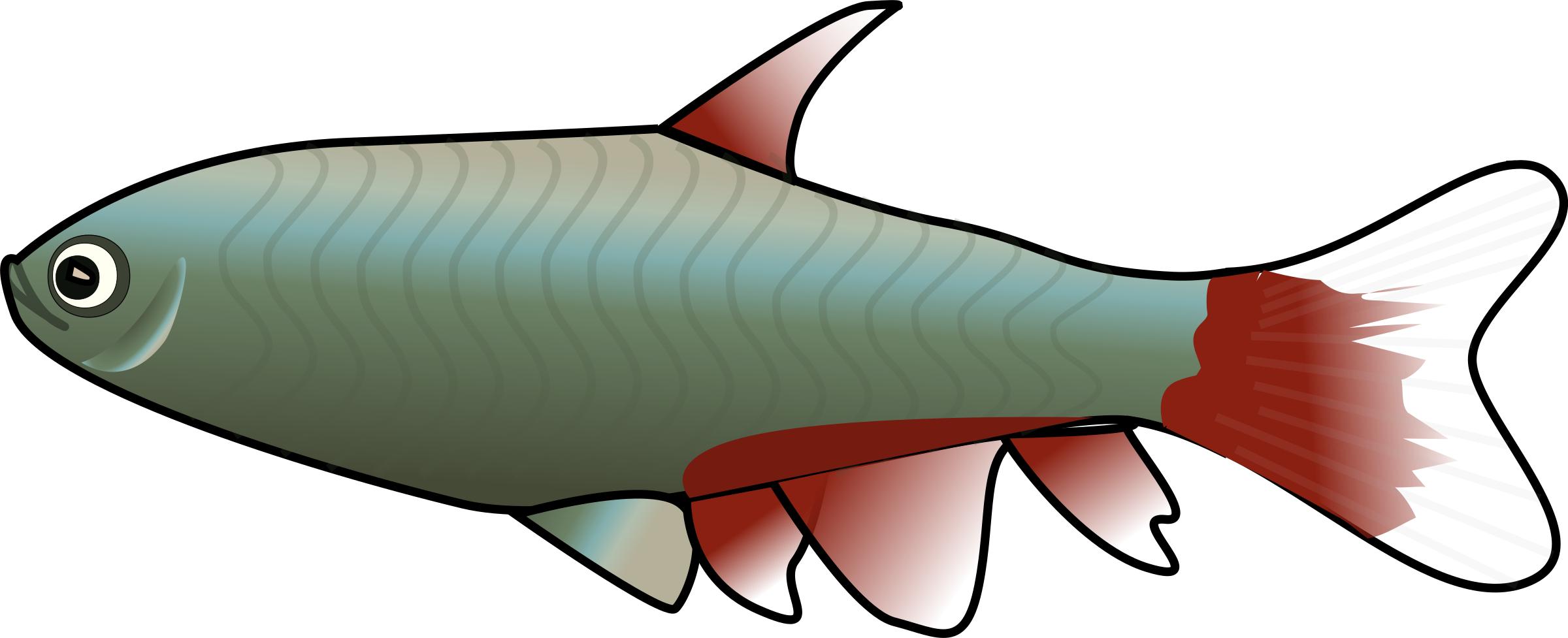 BloodFin Tetra png