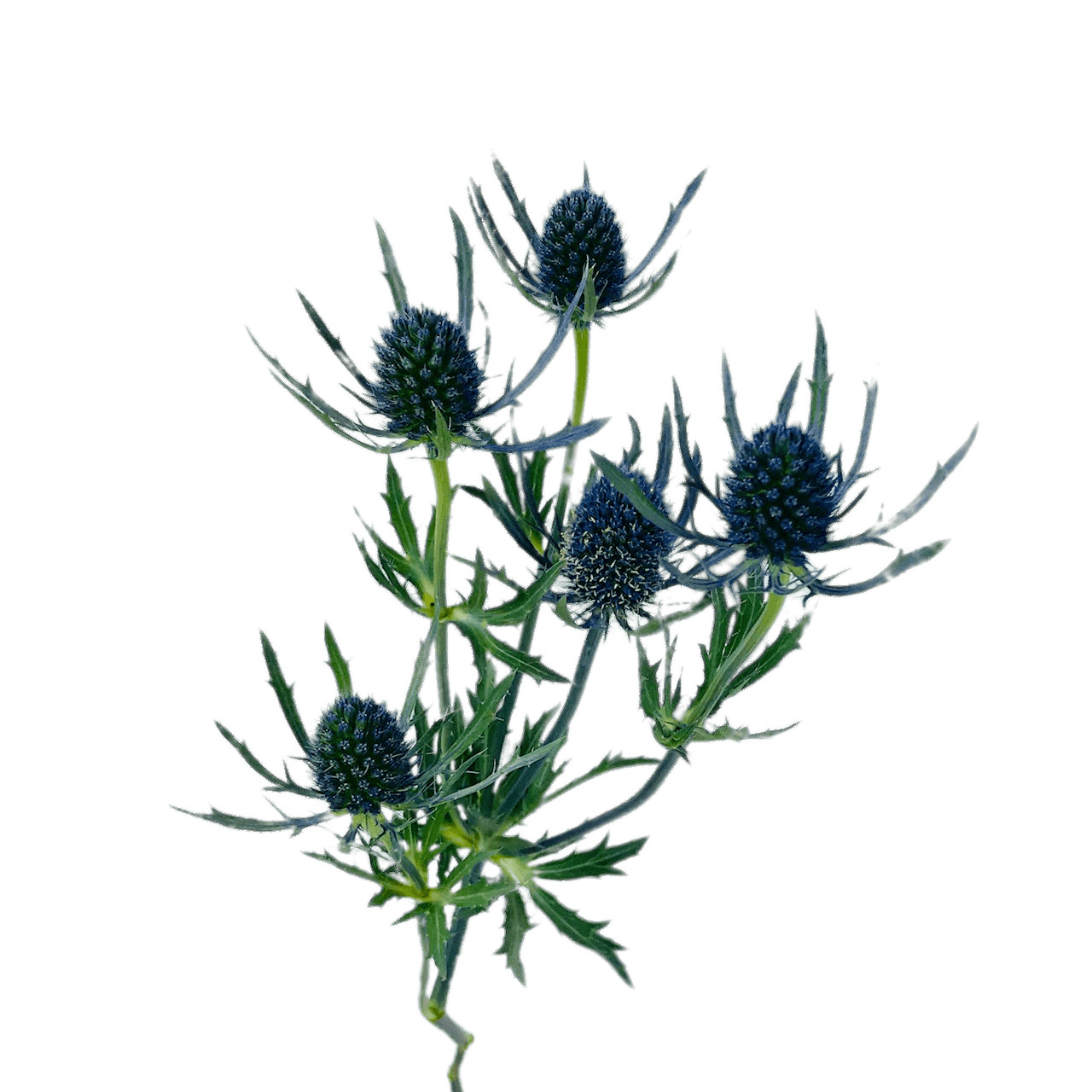 Blue Thistle png icons