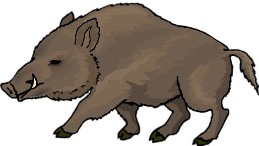 Boar Drawing icons
