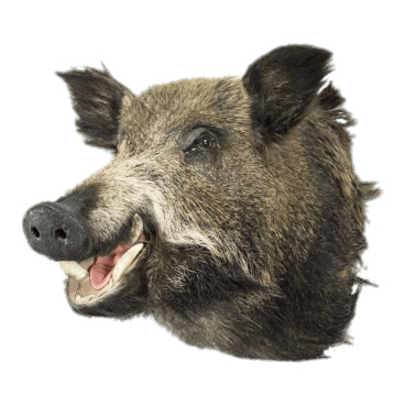 Boar Head png icons