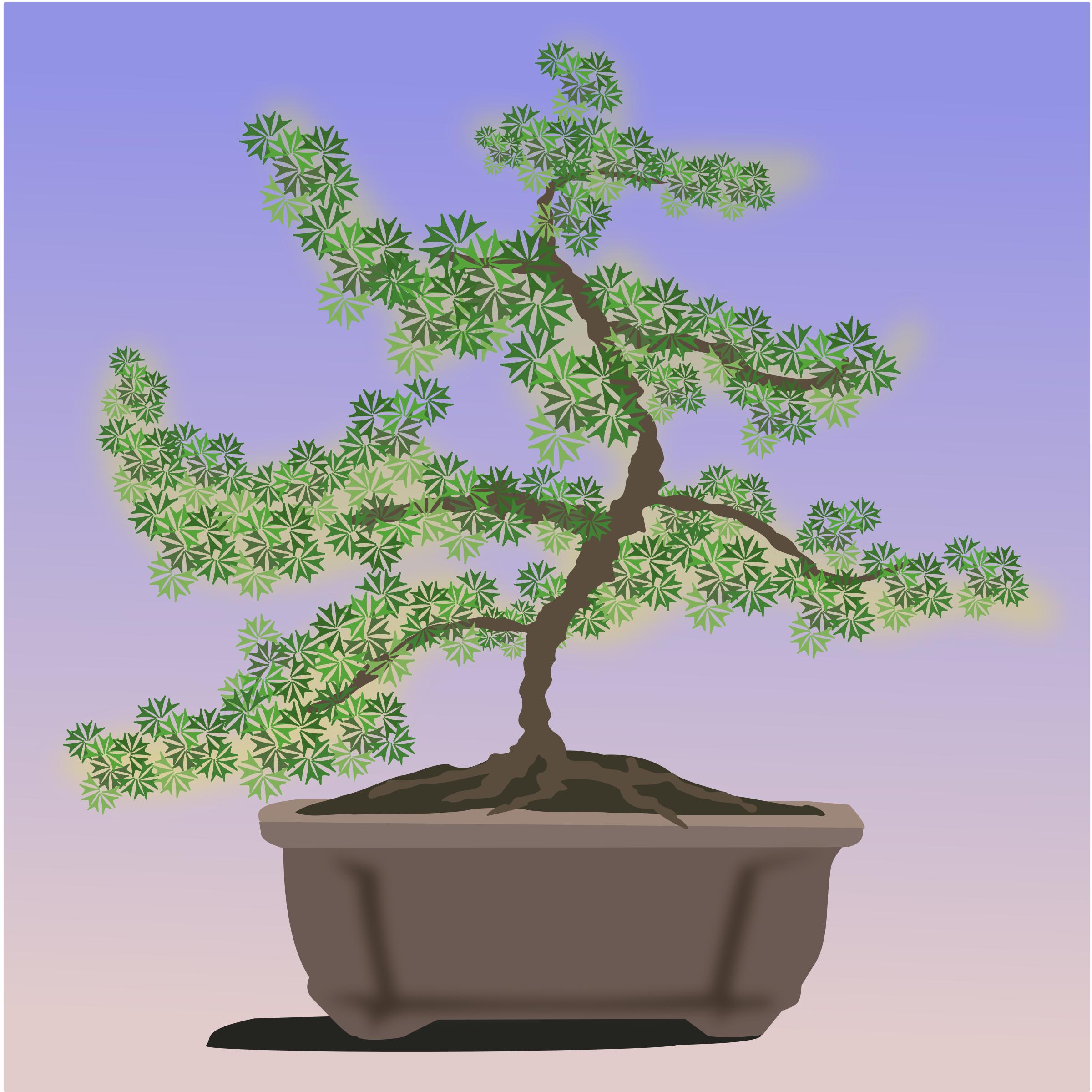 bonsai-08 png