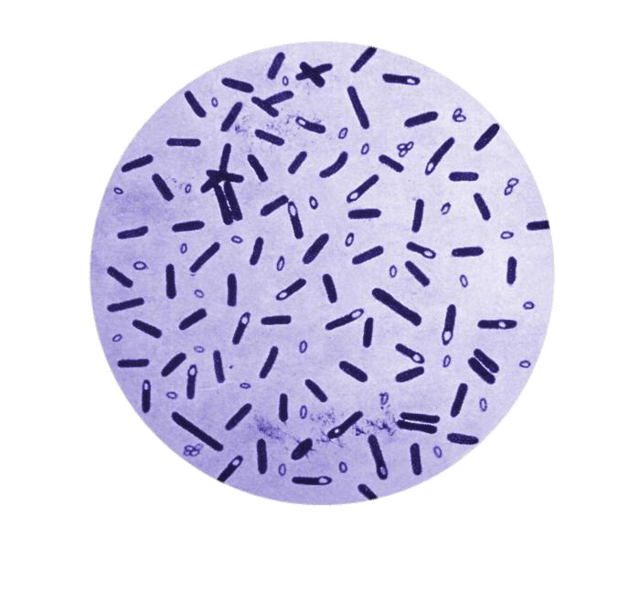 Botulism Bacteria In A Petri Dish icons
