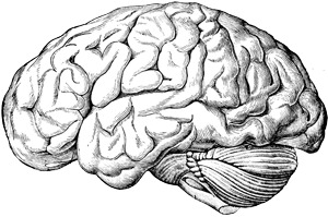 Brain Old Drawing png icons