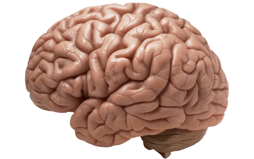 Brain Realistic png icons