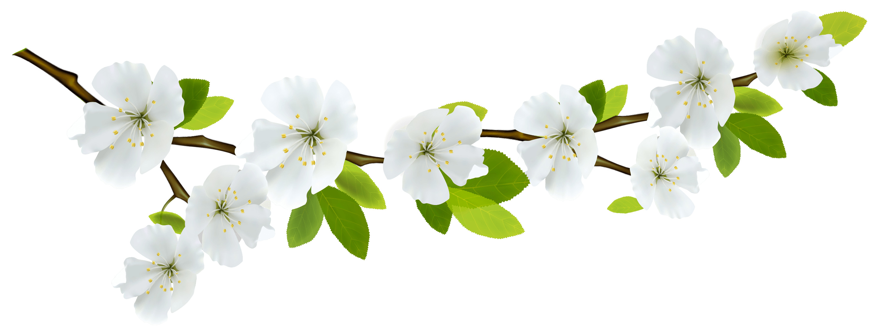 Branch and Flowers PNG icons