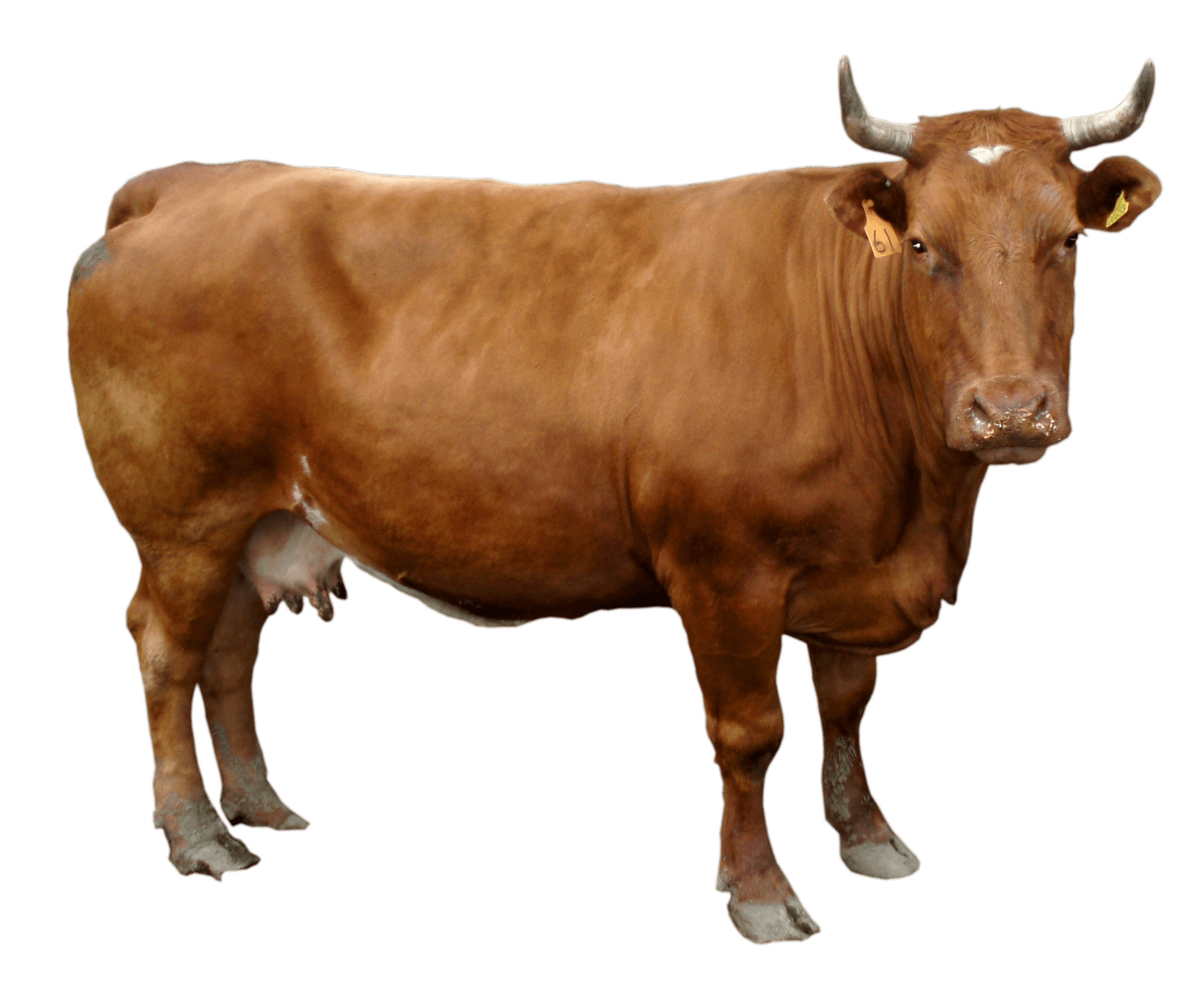 Brown Cow PNG icons