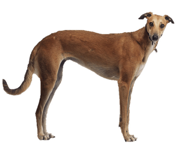 Brown Greyhound Side View png icons