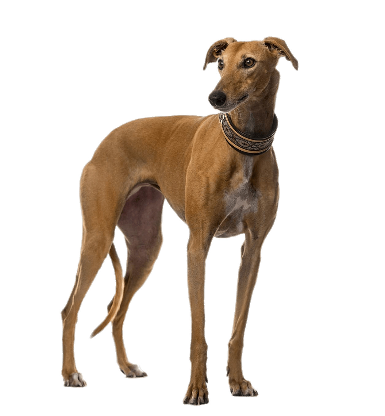 Brown Greyhound icons