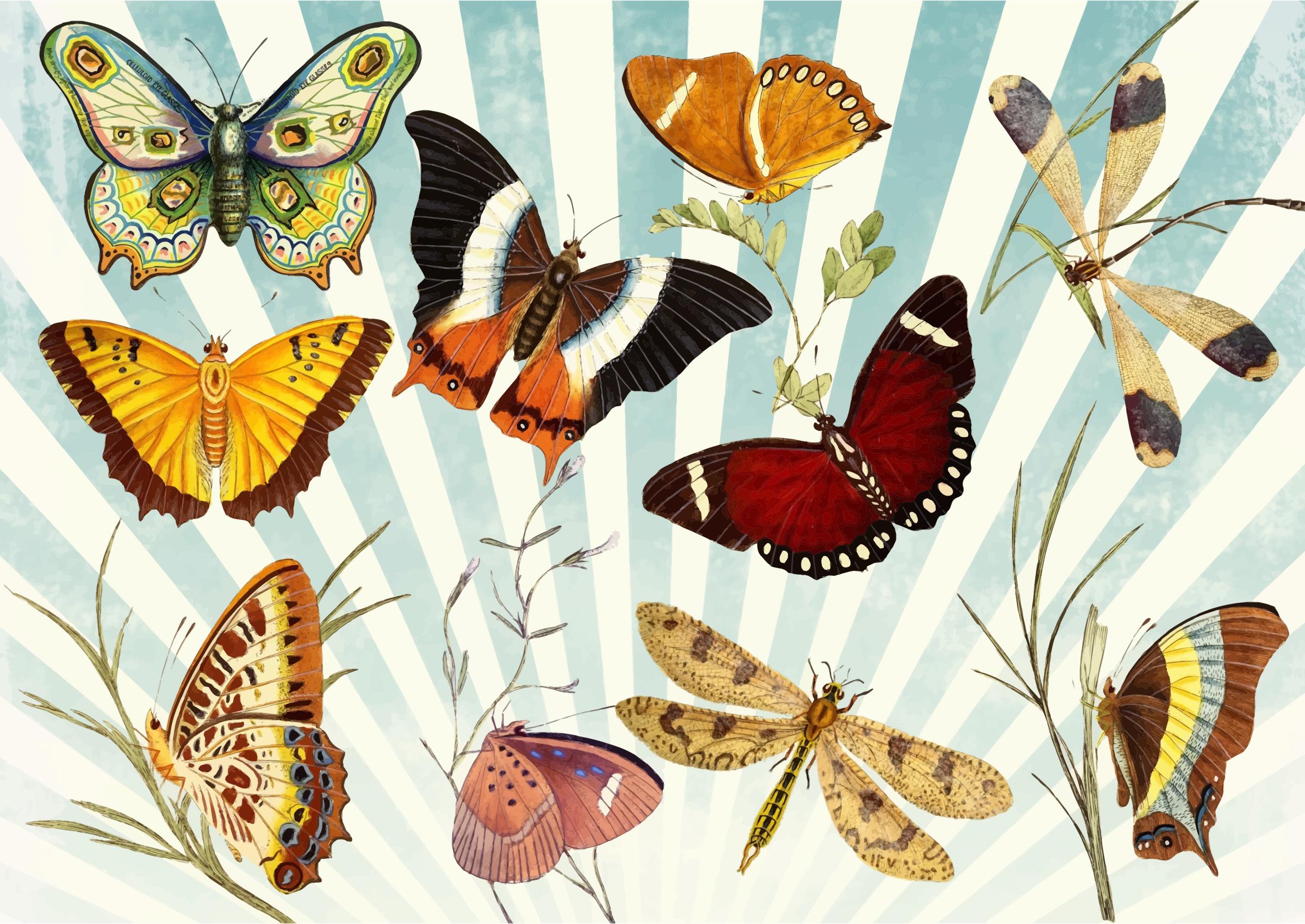 Butterflies And Dragonflies png