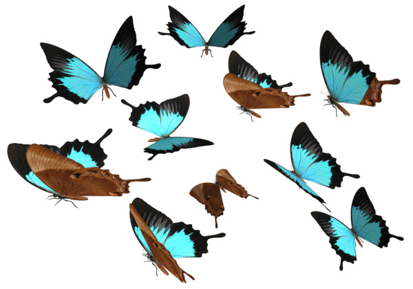 Butterflies Group Blue Brown Transaprent icons