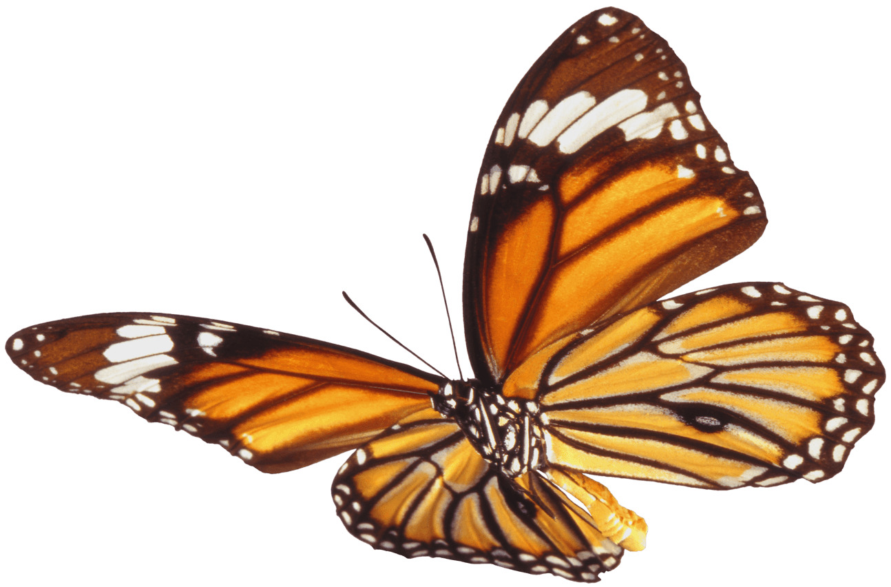 Butterfly Single Brown icons