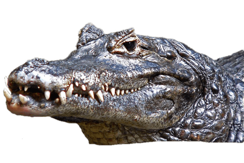 Caiman Head png icons