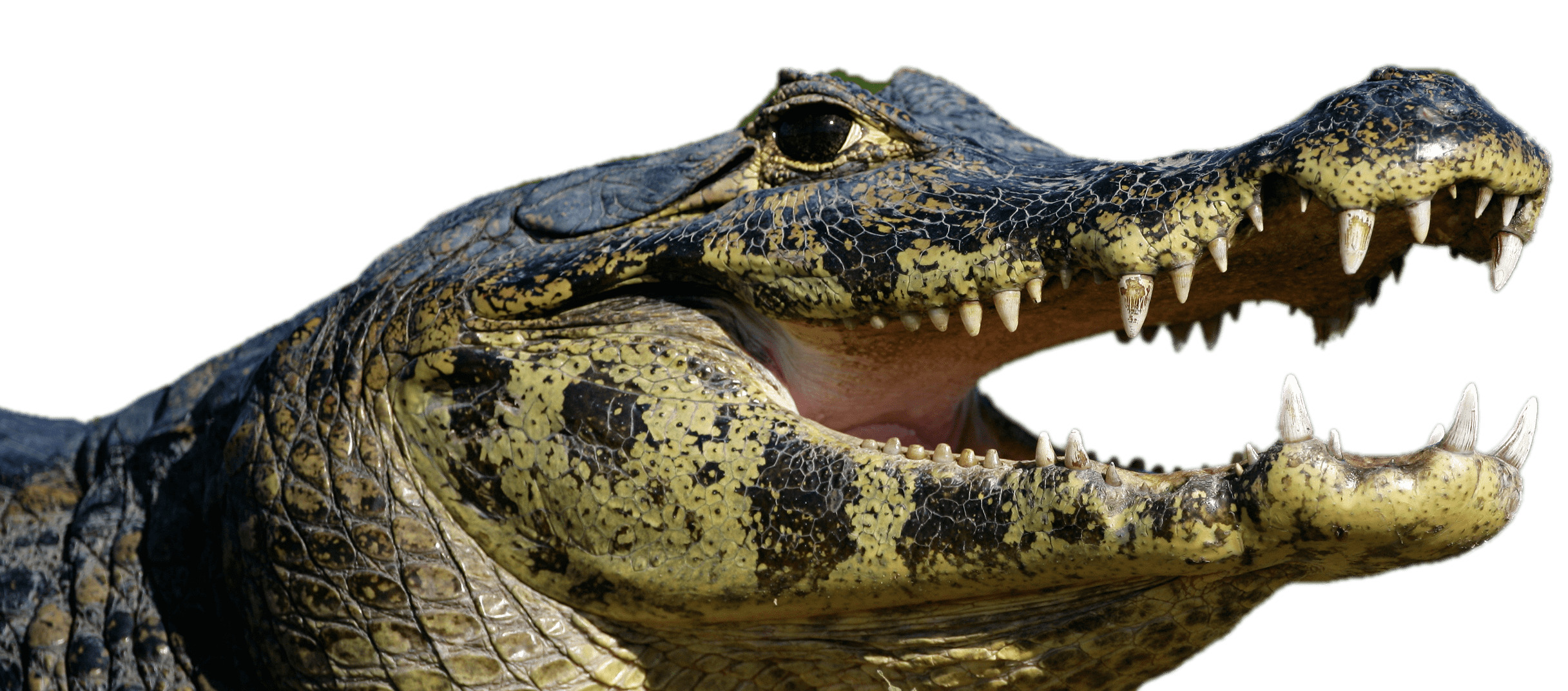 Caiman Open Mouth png icons