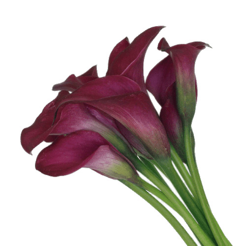 Calla Lilies png icons