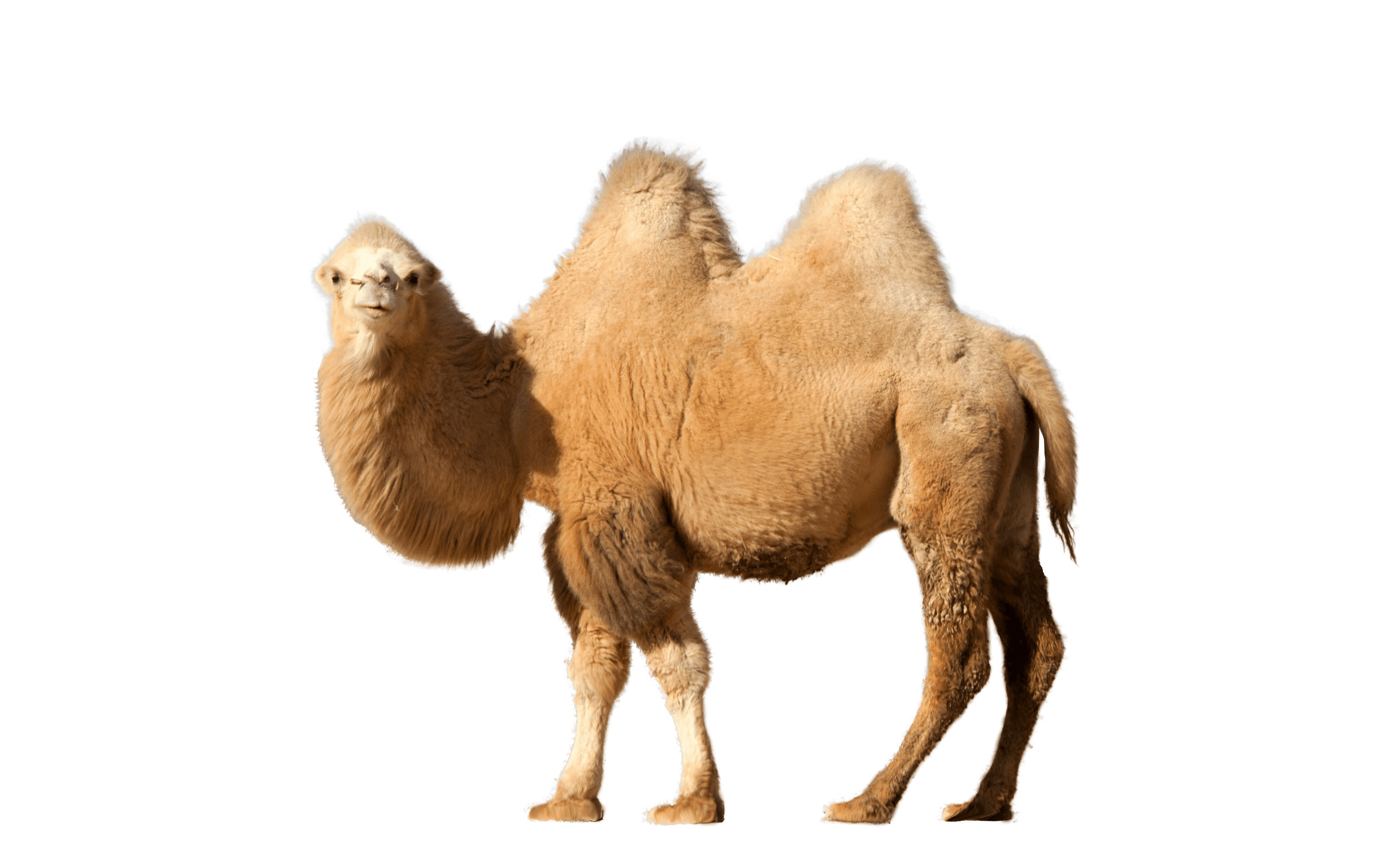 Camel Single png icons
