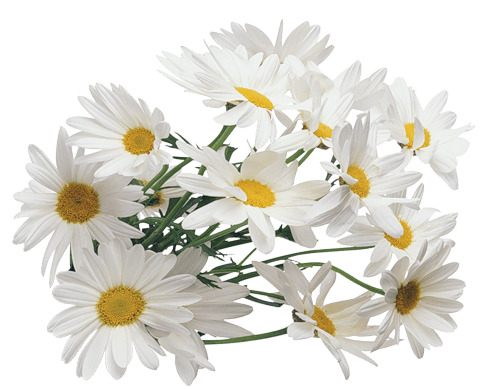Camomile Bush Group png icons