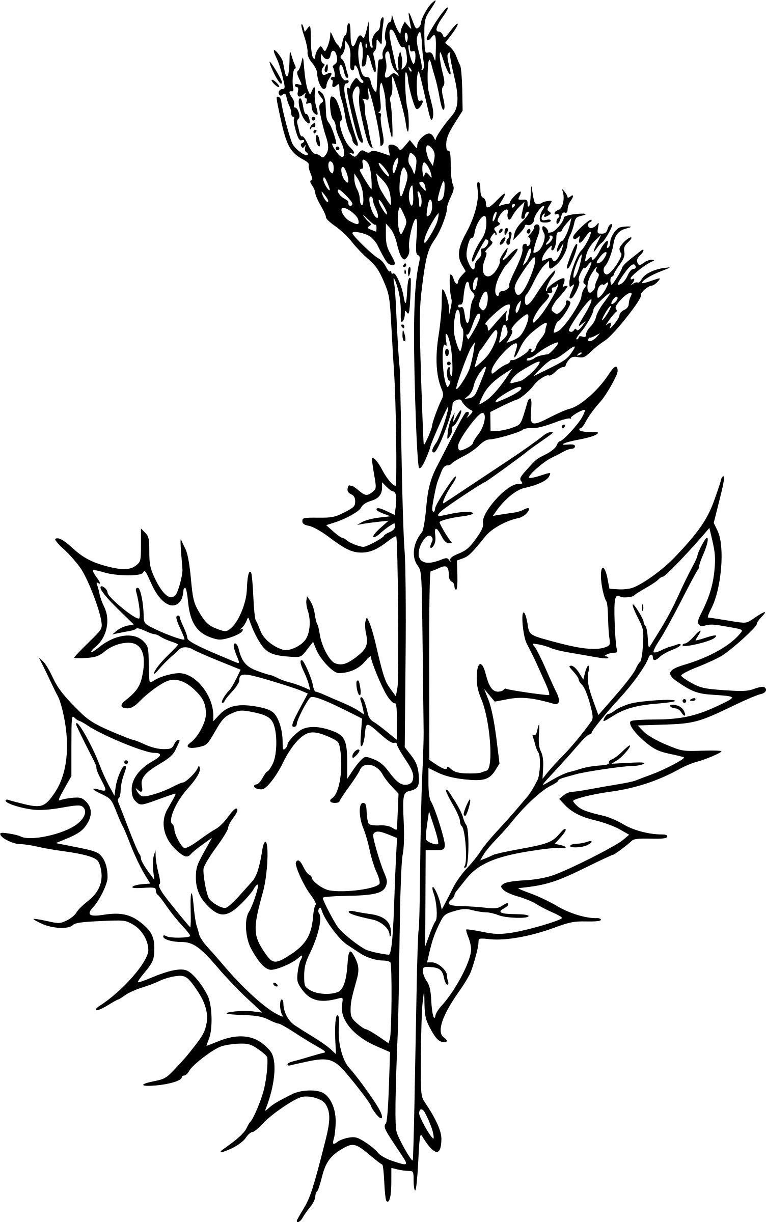 Canada thistle PNG icons