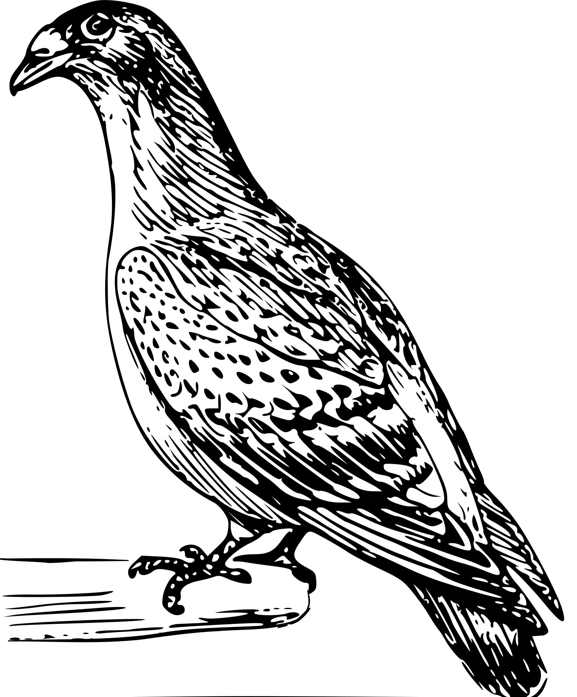 carriage pigeon 01 png