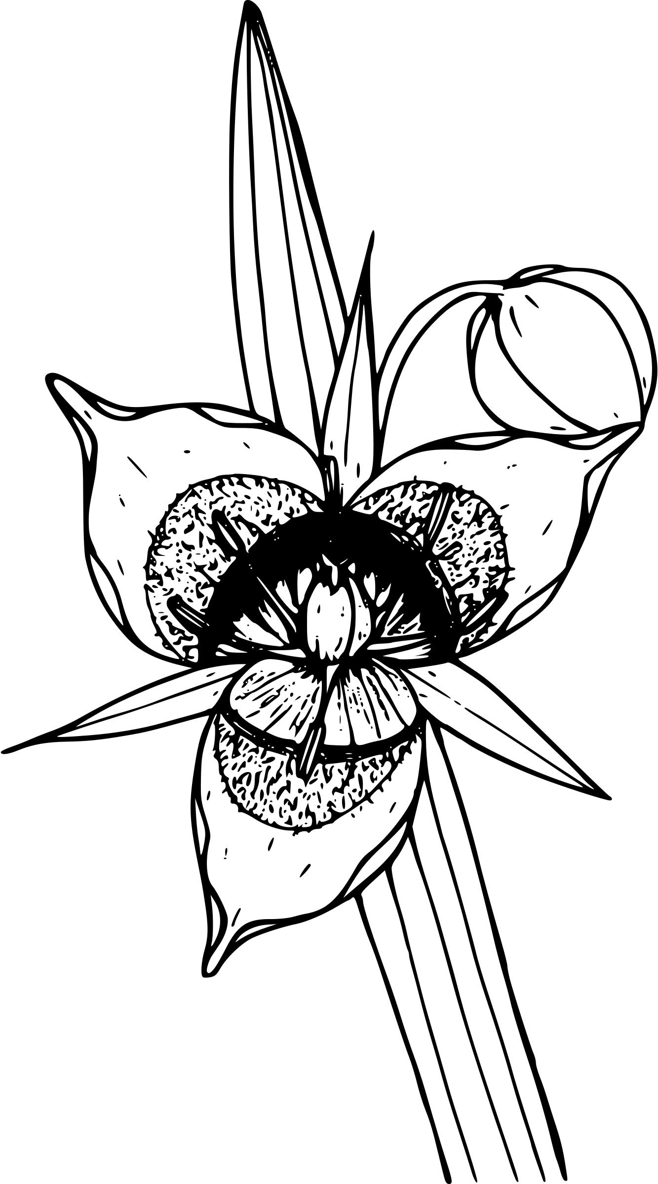 Cat's ear lily png