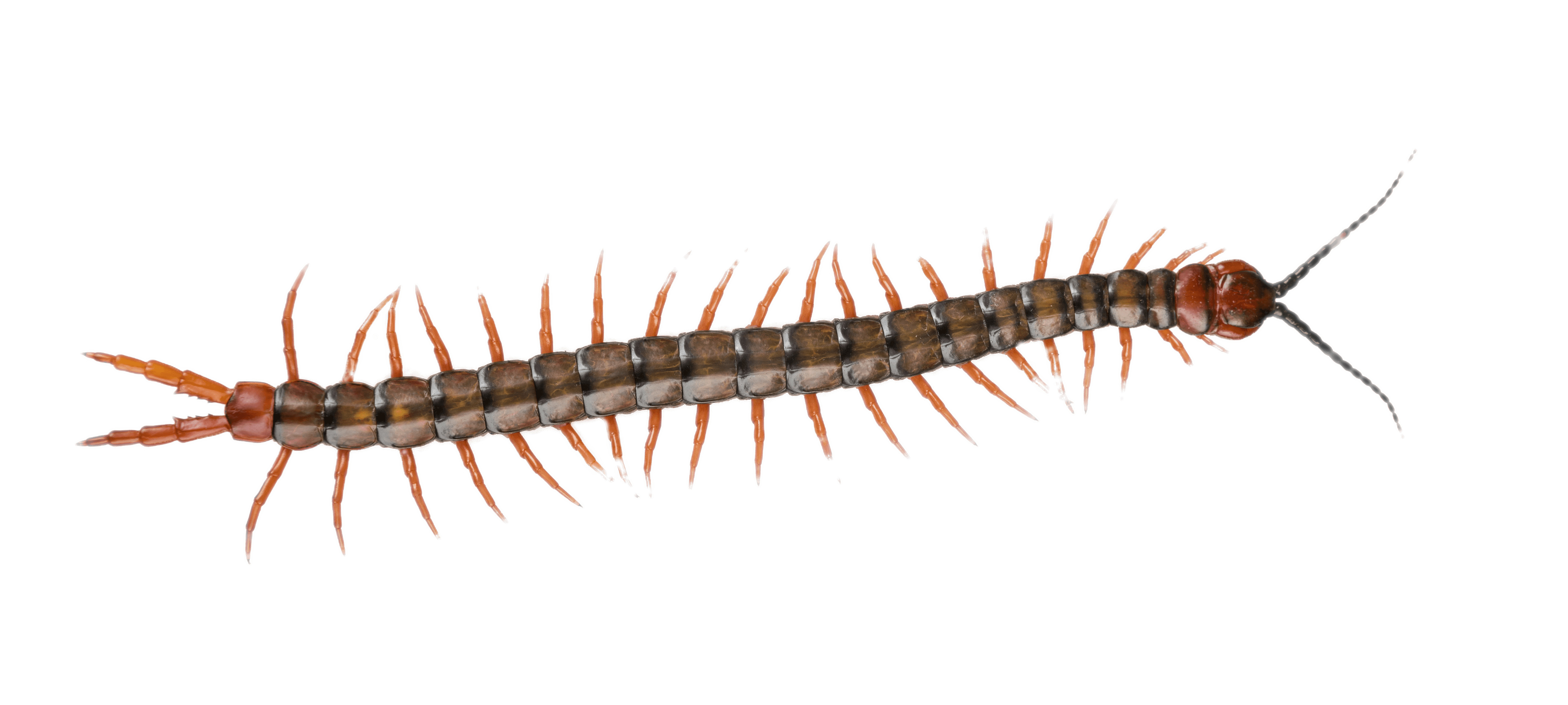 Centipede png
