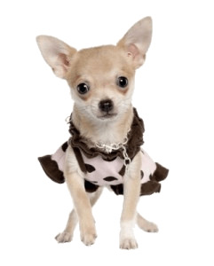 Chihuahua Dress icons