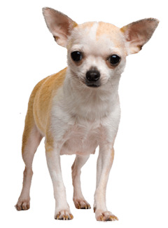 Chihuahua Face Dog icons