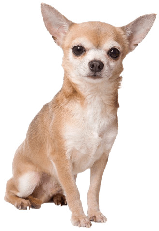Chihuahua Sitting png icons