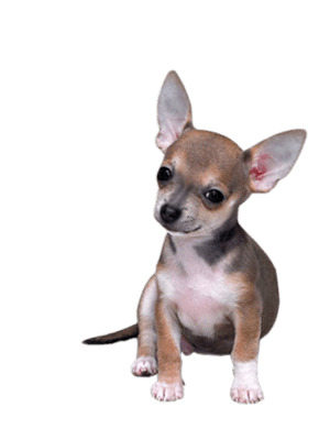Chihuahua Small png icons