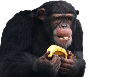 Chimpanzee Eating Banana icons