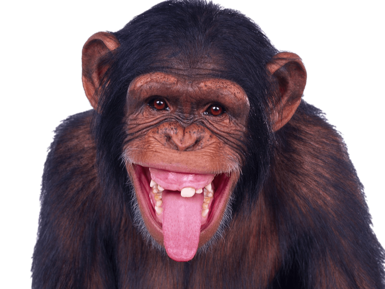 Chimpanzee Sticking Out Tongue icons