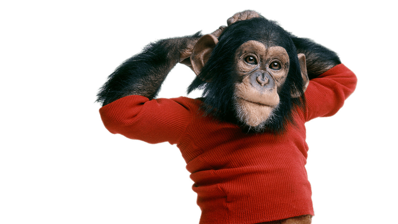 Chimpanzee Wearing Sweater png icons
