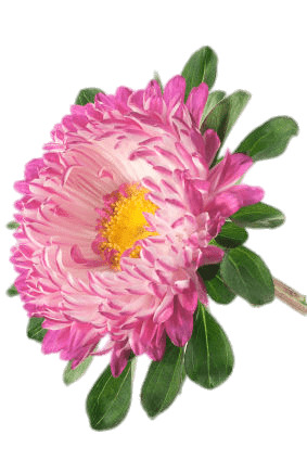 China Aster PNG icons