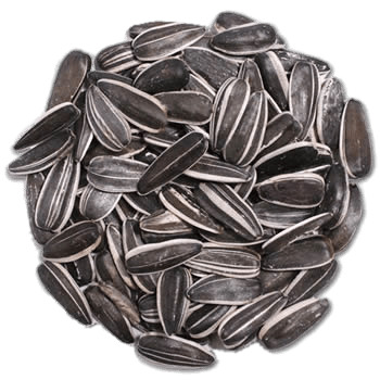 Circular Pile Of Sunflower Seeds png icons
