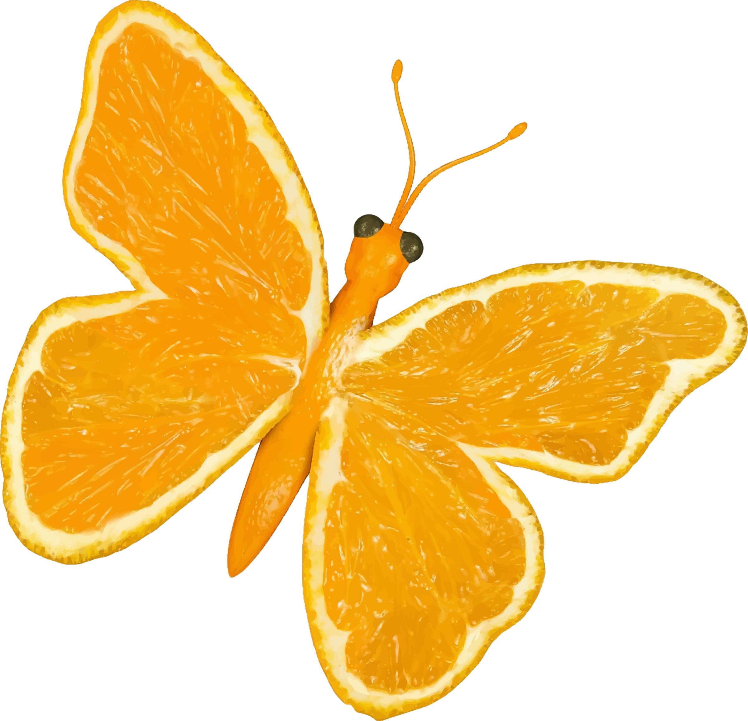 Citrus fruit butterfly (orange) png