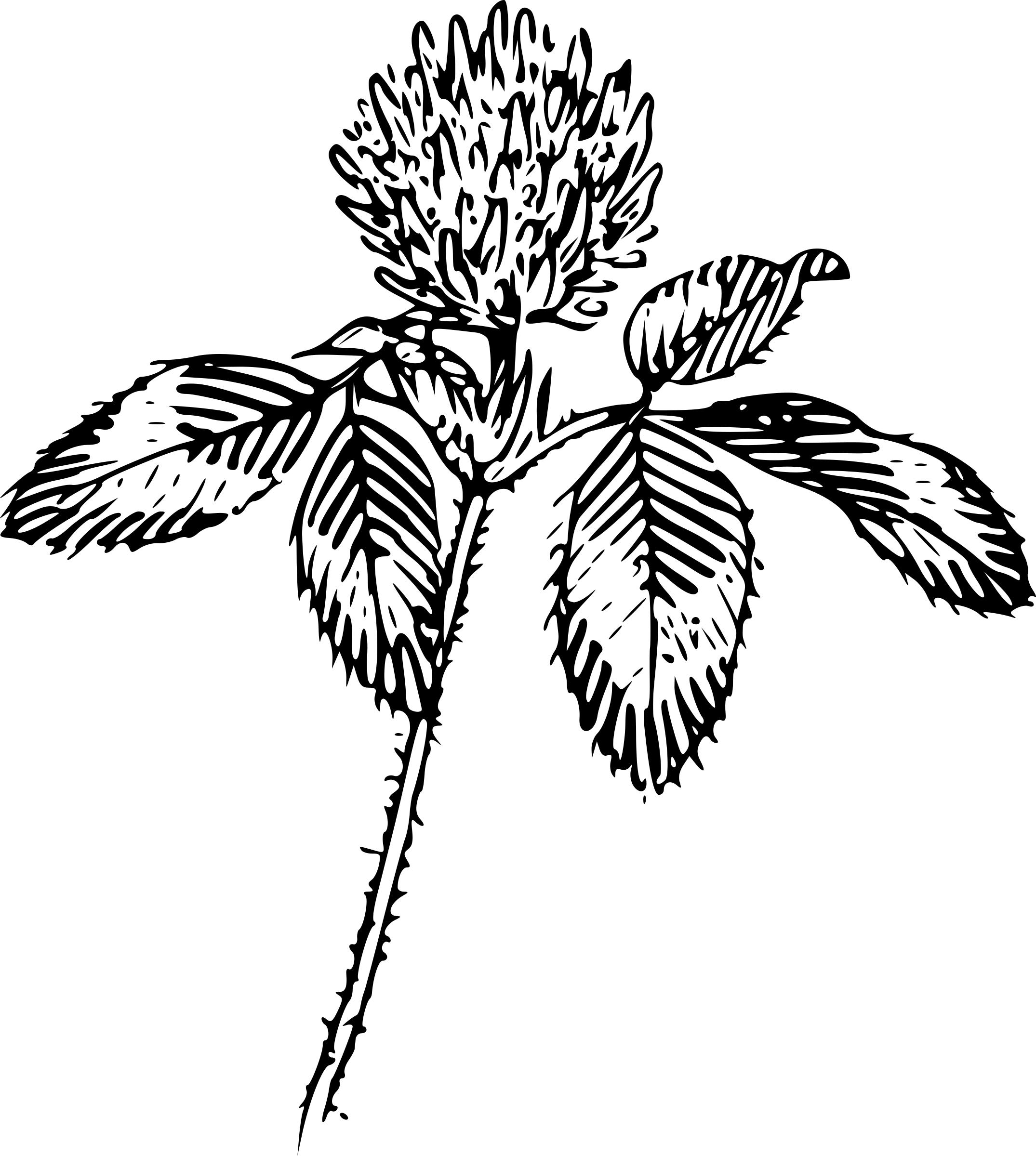 Clover png