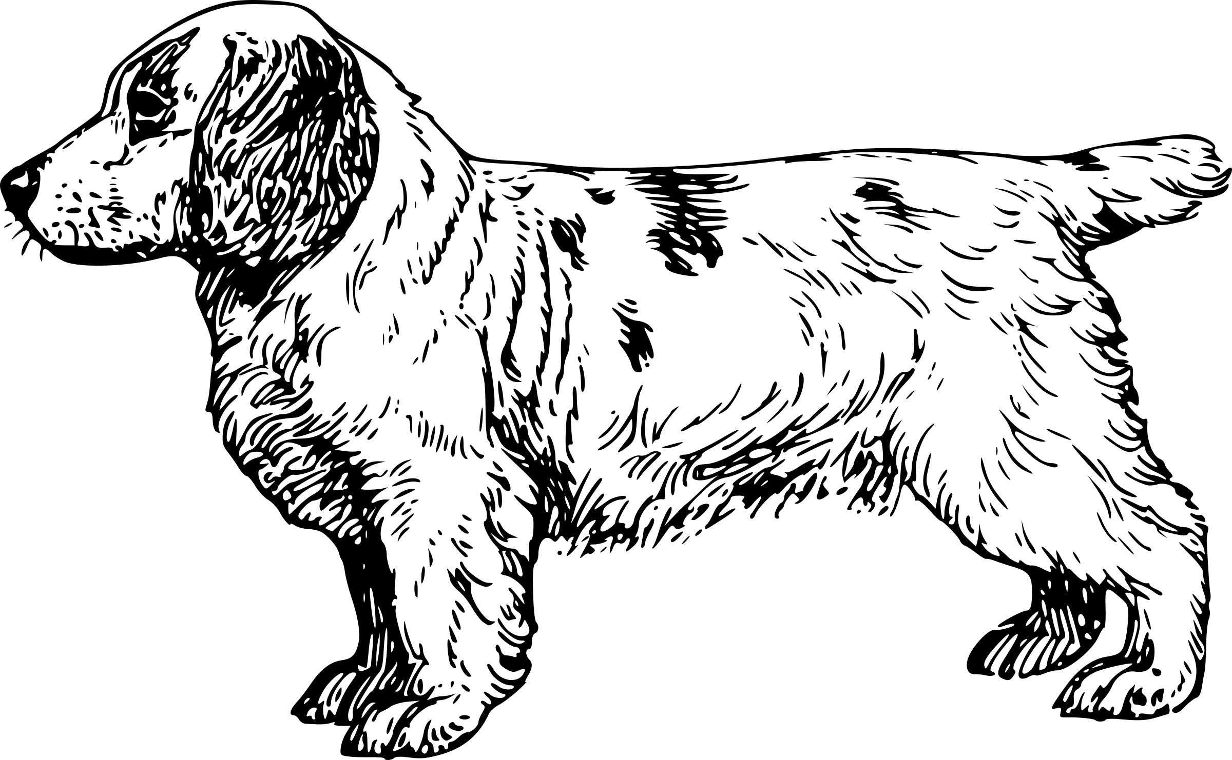 clumber spaniel png