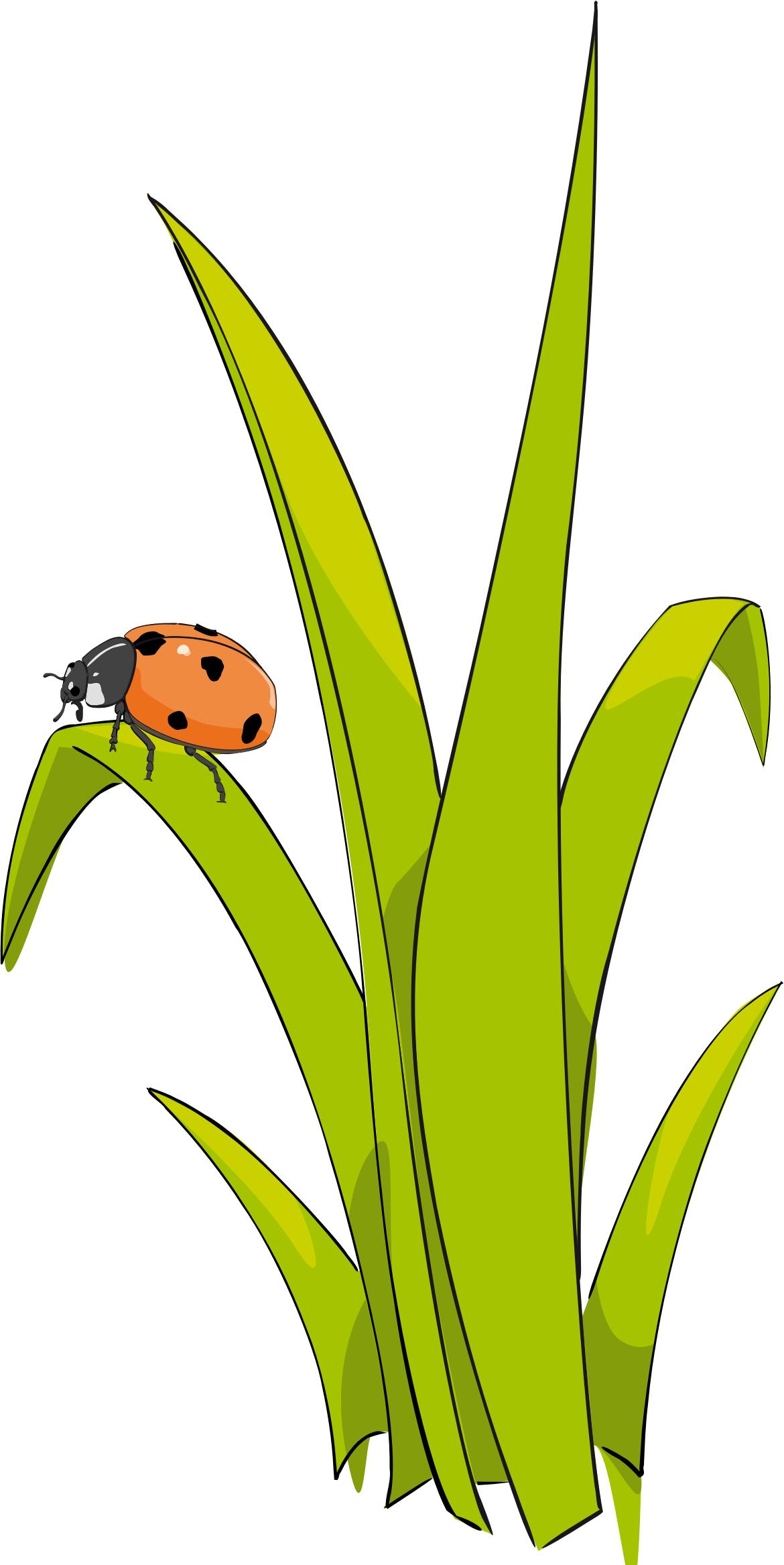 Coccinelle sur brin d-herbe - Ladybird on blade of grass. png
